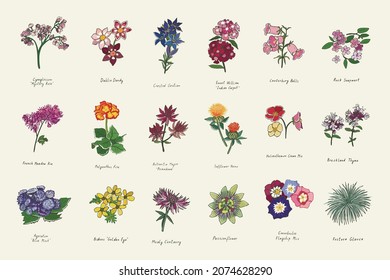 conjunto de ilustraciones vectoriales de flores de verano