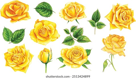 summer flowers, yellow roses with buds and leaves  on an isolated white background, watercolor illustration, botanical painting