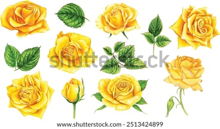 Similar – Image, Stock Photo Beautiful yellow rose with water drops on petals close-up. Beautiful yellow rose with water droplets on petals after rain.