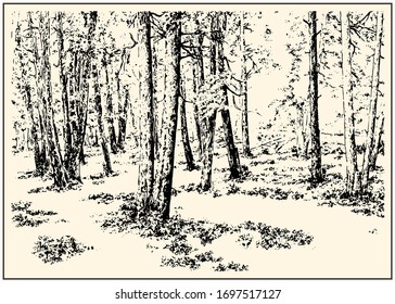 Summer forest scene with trees and grass. Black and white hand drawing with pen and ink. Engraving, etching, old sketch style.
