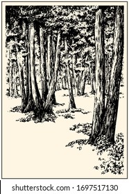 Summer forest scene with trees and grass. Black and white hand drawing with pen and ink. Engraving, etching, old sketch style.