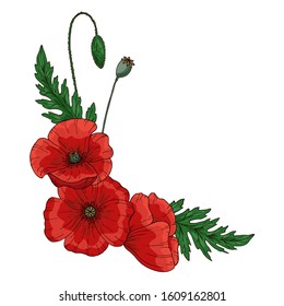Summer frame with red poppy flower. Papaver. Green stems and leaf. Set of elements for design. Hand drawn vector illustration. Isolated on white background.