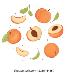 Summer fruit collection, set of vector peaches, vector peach. Fresh garden fruit doodle, organic vegan food, juicy peach vector