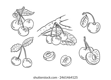 Summer fruits doodle set with cherries and branches with leaves. Monochrome vector sketchy drawings of groups of fruits on white background. Ideal for coloring pages, tattoo, pattern