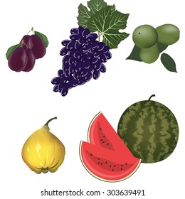 Summer fruits set. Vector