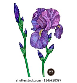 Summer garden iris flowers, vector illustration