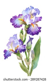 Summer garden iris flowers, watercolor vector illustration