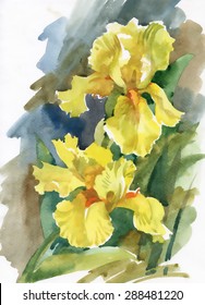 Summer garden yellow iris flowers, watercolor vector illustration