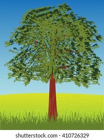 Summer glade and tree with foliage.Vector illustration