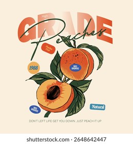 Summer graphics peaches design. apricot fruit graphics. organic fruit graphics. vintage retro fruit art. Natural hand drawn organic peaches fruit vector