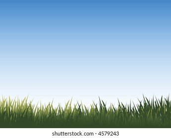 summer grass