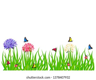 Summer grass isolated