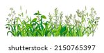 Summer grass with leaves and foliage, isolated weed with herbs and medicinal ingredient. Nature landscape, decoration for rural area, yard or orchard, botany plants growing. Vector in flat style