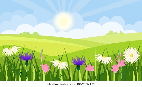 Summer green fields with wildflowers. Sunny meadows. Landscape.