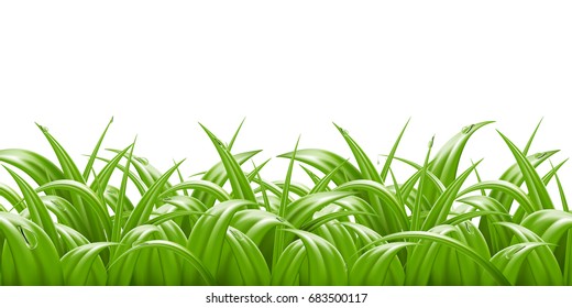 Summer green grass with dew border, 3d vector realistic illustration