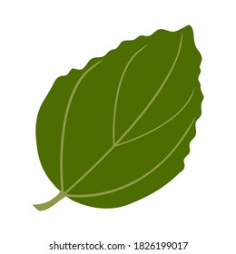 Summer green leaf. Isolated on white background. Vector illustration.