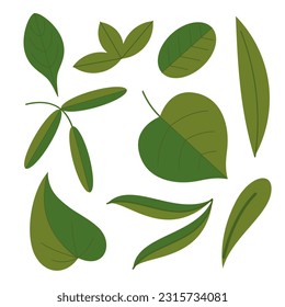 Summer green leaves of grasses and trees on a white background. Vector illustration of plants