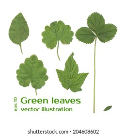 Summer green leaves of plants. Vector illustration.