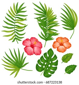Summer hawaiian set of exotic tropical plants and hibiscus flowers