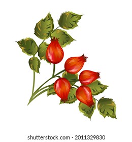 Summer herbal rose hip, hawthorn, dogrose or wild sweet brier vector illustration. Medicinal botany with greenery, leaves, scarlet berries isolated on white background.
