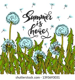 Summer is here hand drawn lettering phrase with dandelion floral composition on white background. Handwritten calligraphy design for greeting cards, posters, banners, cloth, textile, fabric. Vector il