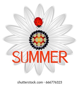 Summer icon with abstract daisy a red ladybug on a on a white background.