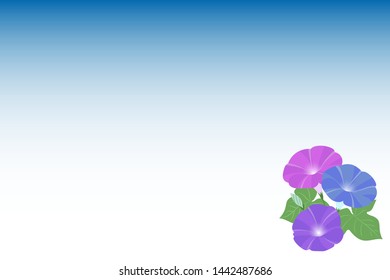 Summer image, morning glory flowers, background