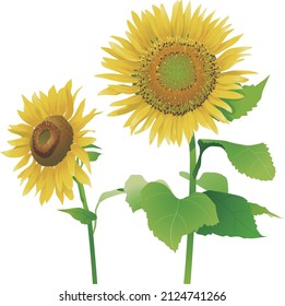 Summer image, vector illustration of sunflower