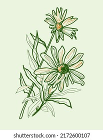 Summer isolated flowers of chamomile postcard drawn by hand. Design elements in freehand style for create greeting card, wedding invitation, fliers, fabric, textile.