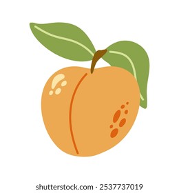 Verão suculento damasco laranja com folha. Ilustração desenhada à mão de frutas de desenho animado. 