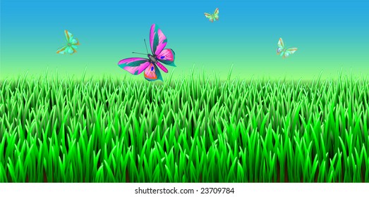 summer landscape
