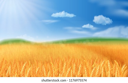 Summer landscape with a field of ripe wheat, and hills and dales in the background