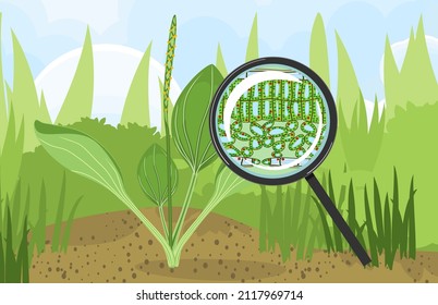 Summer landscape with green plantain plant and sectional diagram of plant leaf microscopic structure under magnifying glass
