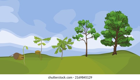 Summer Landscape With Life Cycle Of Oak Tree. Growth Stages From Acorn And Sprout To Old Tree