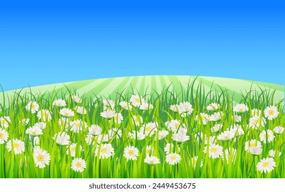 Summer landscape rural field green grass, daisy, dandelion flowers