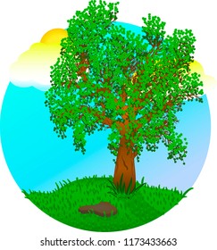 Summer landscape with tree full of leaves, stone and green grass under hot sun. Picture in circle. 