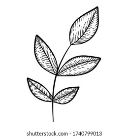 Summer leaf branch icon. Hand drawn illustration of summer leaf branch vector icon for web design