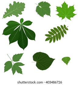 Summer leaves. Oak, chestnut, mountain ash, maple, birch, grape, lime. Design, icon, template, advertising. Vector illustration.