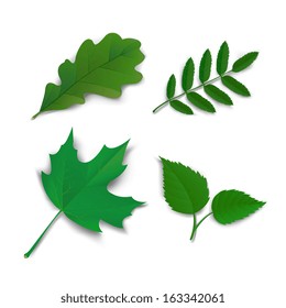 Summer leaves set oak, maple, ash and birch vector illustration