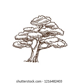 Summer maple tree silhouette with leaves, summer motifs of nature, plants, trees and the environment. Hand drawing. Vector illustration isolated in engraving style.