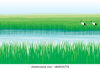 Summer marsh and crane parent and child
