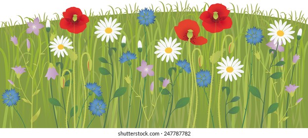 Summer meadow