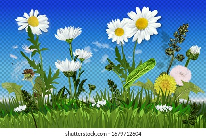 Summer meadow background. EPS 10 vector illustration with transparency and meshes. Bright realistic pattern of green grass and spring flowers for decorating Easter cards, banner.