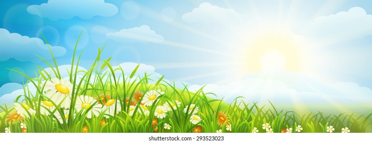 Summer meadow background  with grass, flowers, sky and sun