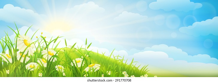 Summer meadow background  with green grass, daisies, sky and sun