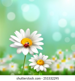 Summer meadow background with realistic daisy flower and ladybug vector illustration