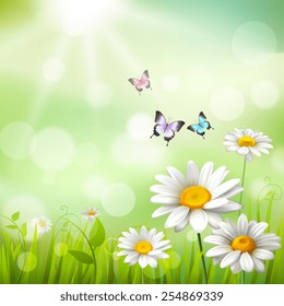 Summer meadow background with white daisy flowers and butterflies vector illustration