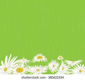 Summer meadow background with white daisy flowers