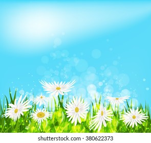 Summer meadow background with white daisy flowers