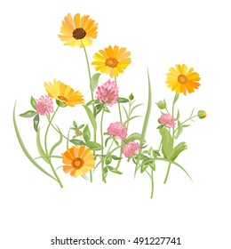 Summer meadow flowers. Calendula and Clover. Marigold